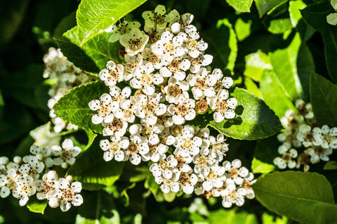 Hollerblüten-Sirup selber machen: das Rezept - TIROLISH